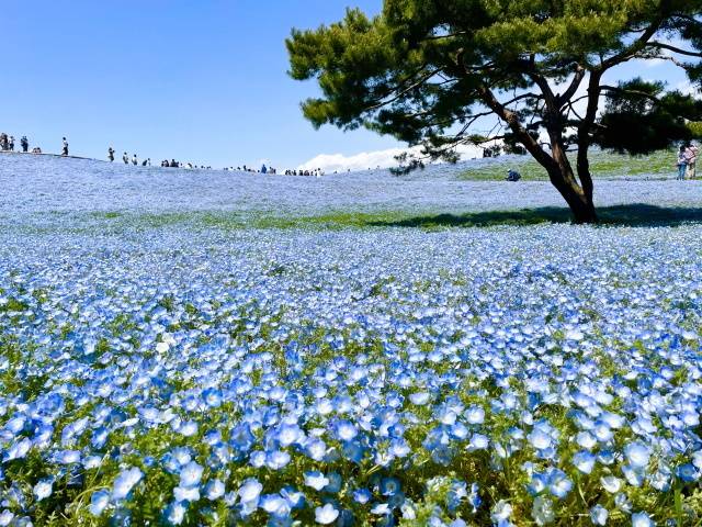 Nemophila.jpg